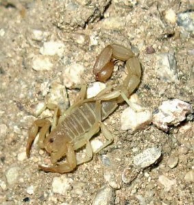 yellow-scorpion