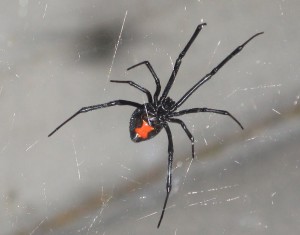 black widow spider4